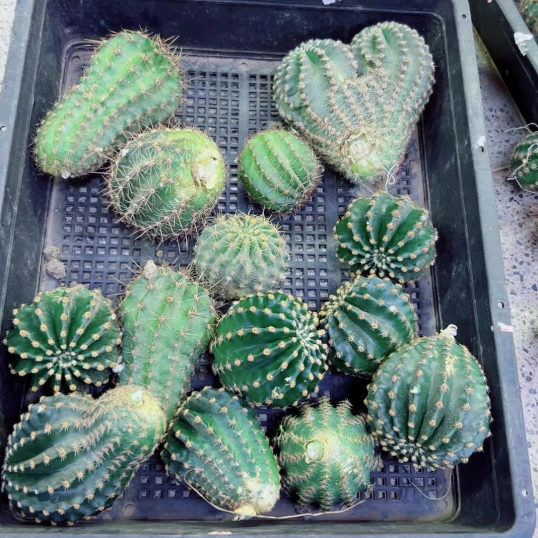 下70无名彩草2个歪无根侧芽4公分左右20包邮