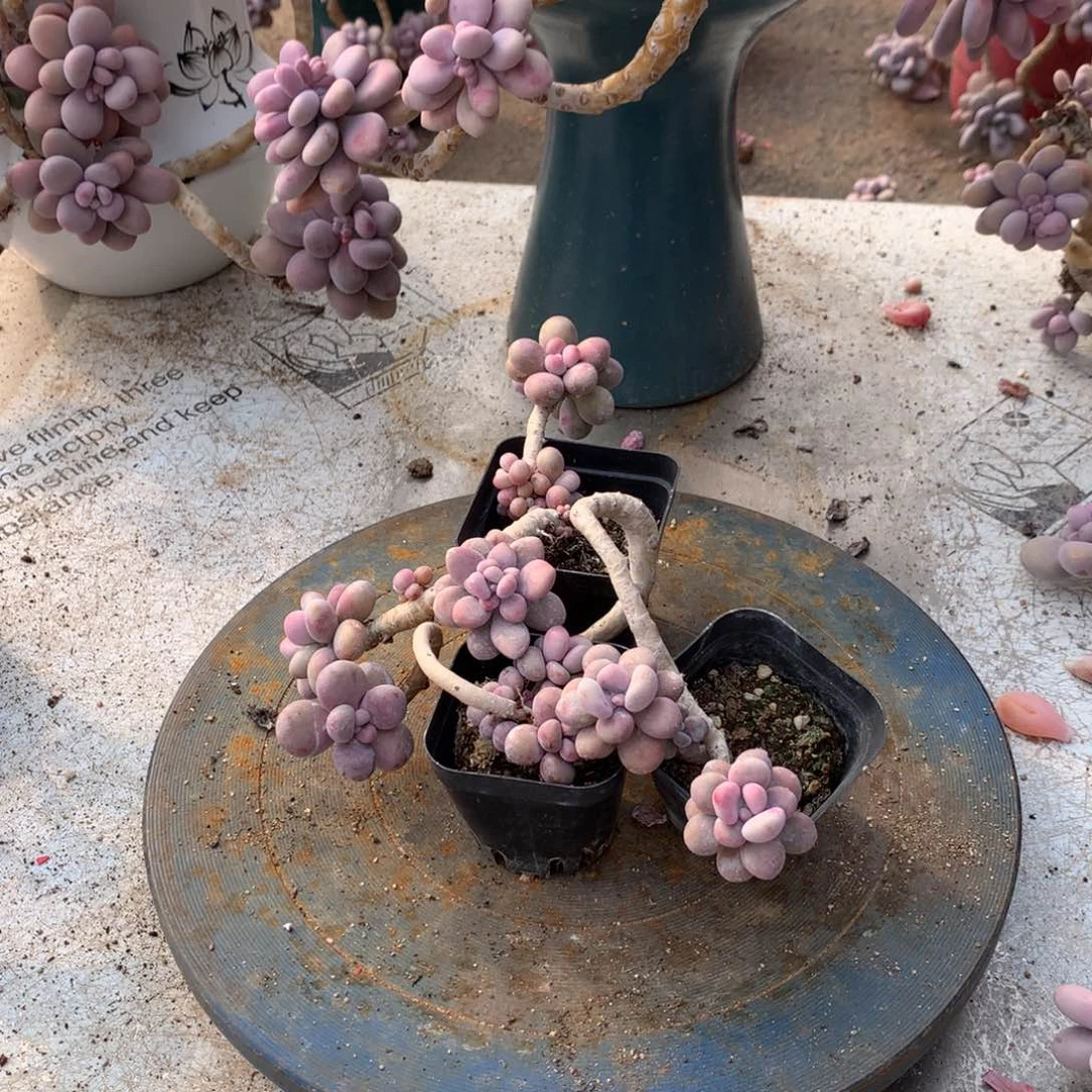 桃蛋老桩5号3颗yyy