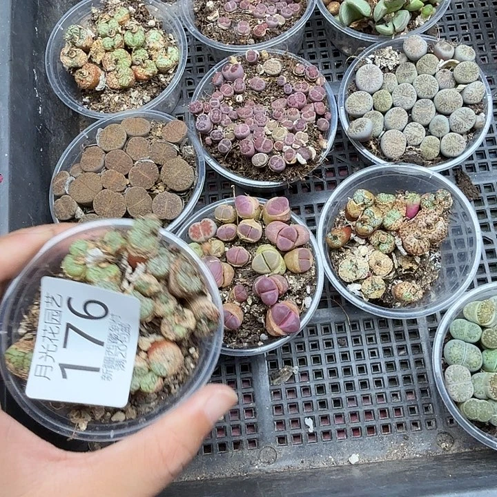 K***安哈哈笑不出话就笑176