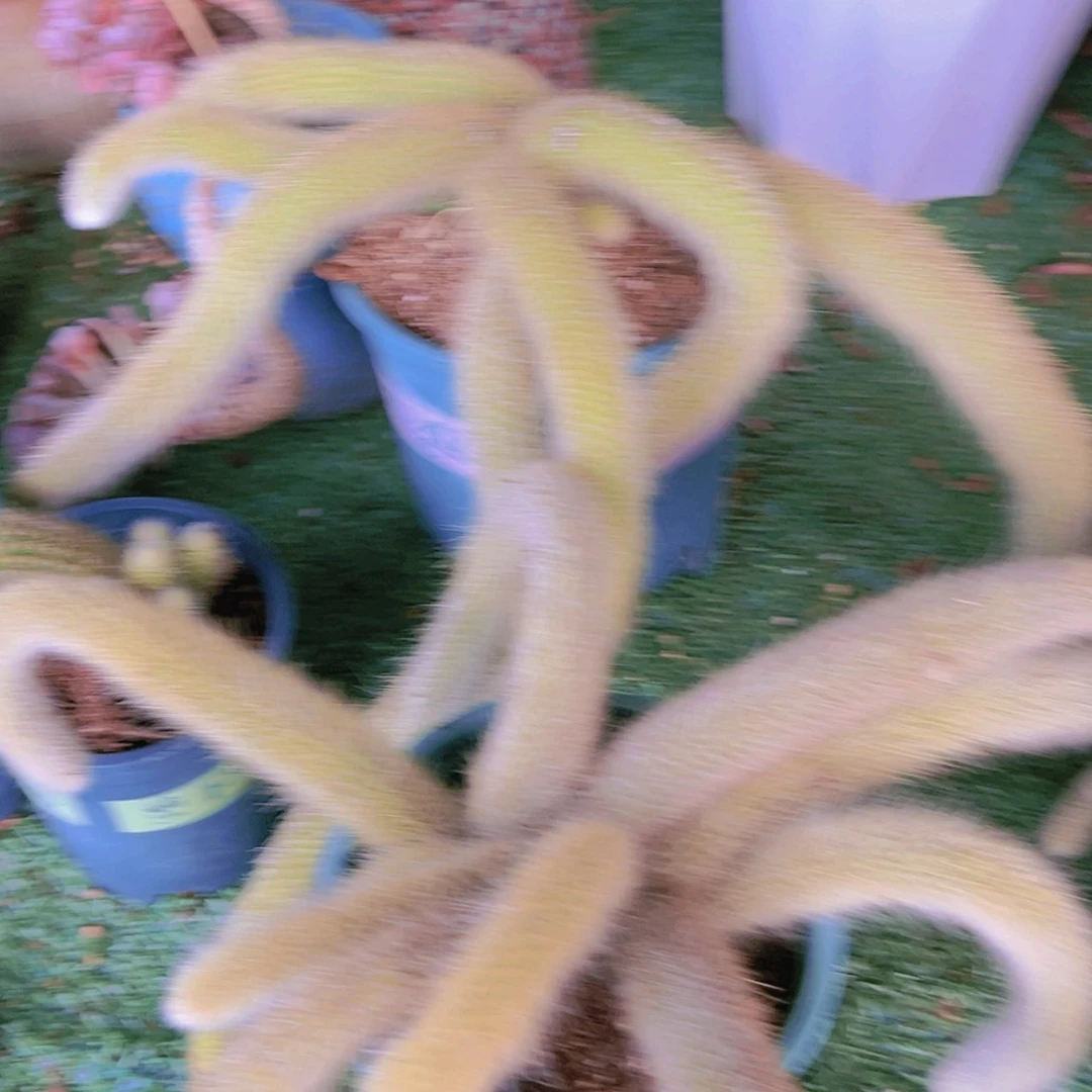 【闪购商品】大群无砍九尾狐22.8