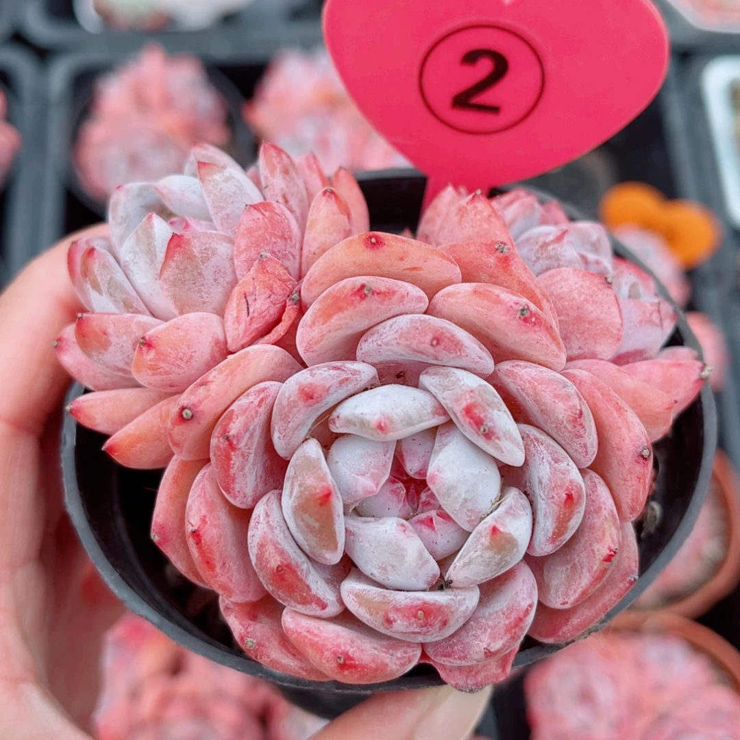 2号小老桩橙梦露群