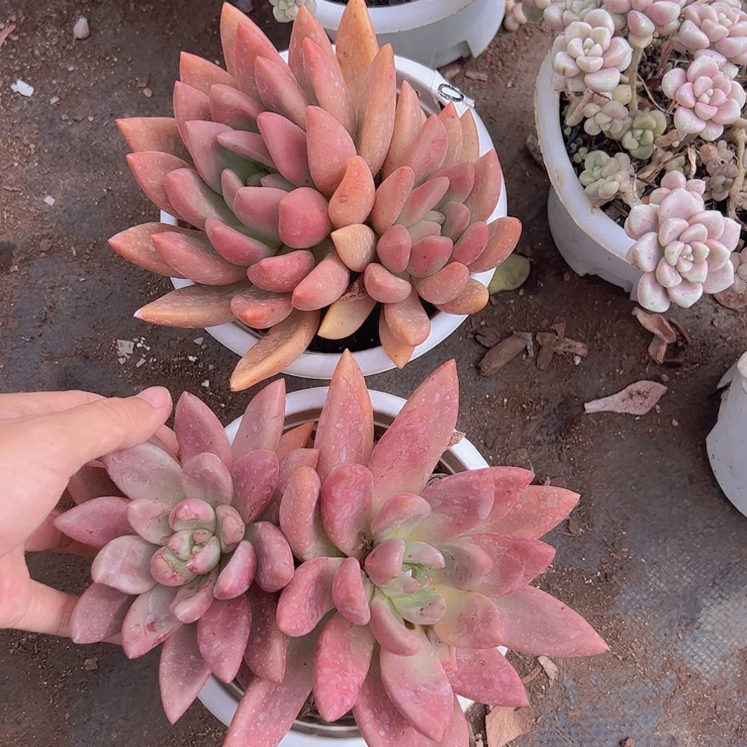 桃花源双头起发大盆老桩二盆