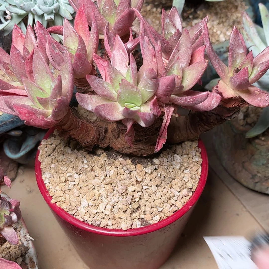 8284怕么瑞仙女杯多肉