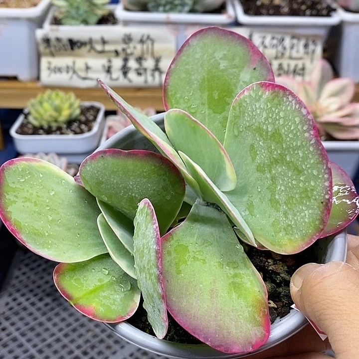 0212 唐印锦双头