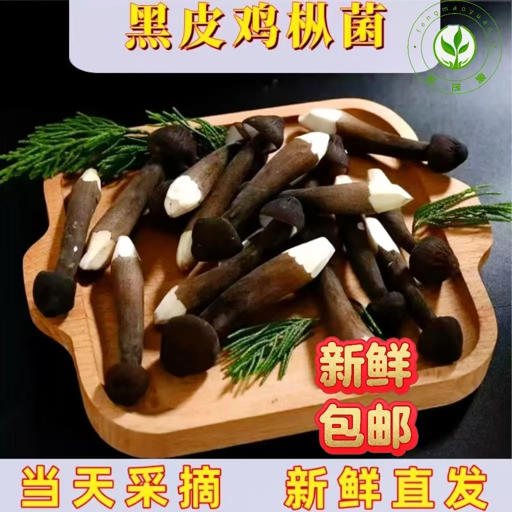 黑皮鸡枞菌新鲜蘑菇产地直发煲汤火锅烧烤食材带根菇养生菌菇包邮