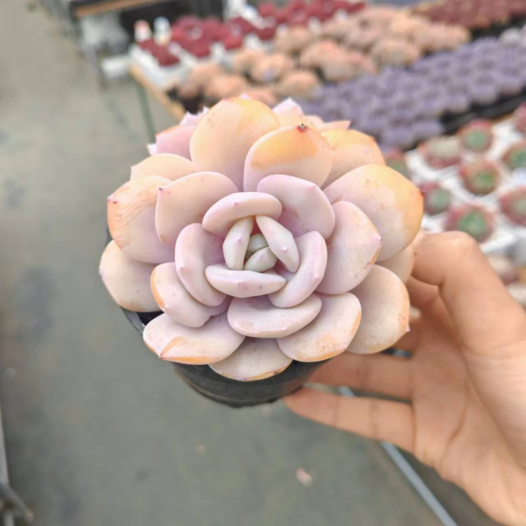 10#奶茶双头起多肉植物 前男友精品多肉