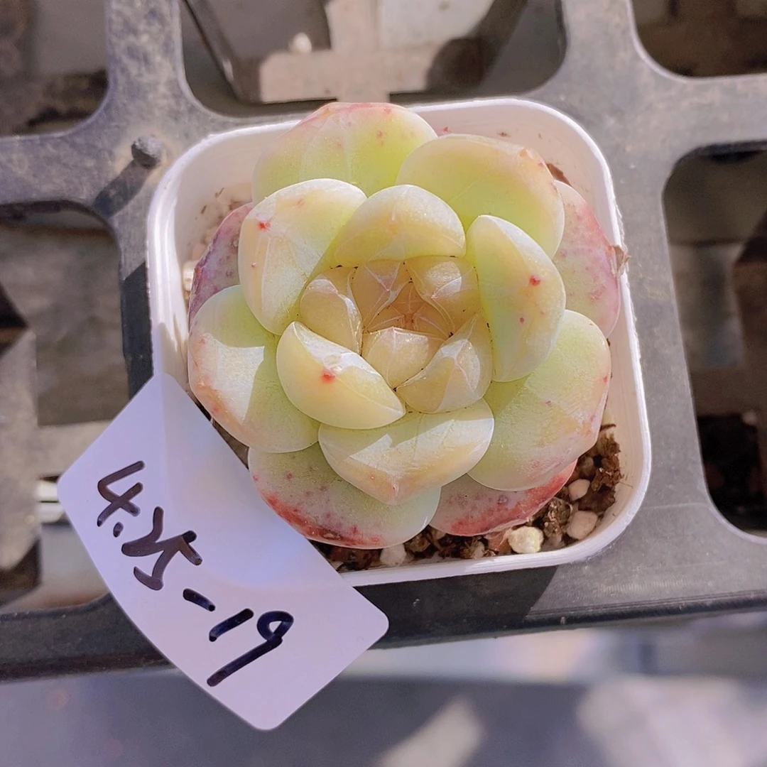 4.25-19-一物一拍 孤品糖心一颗