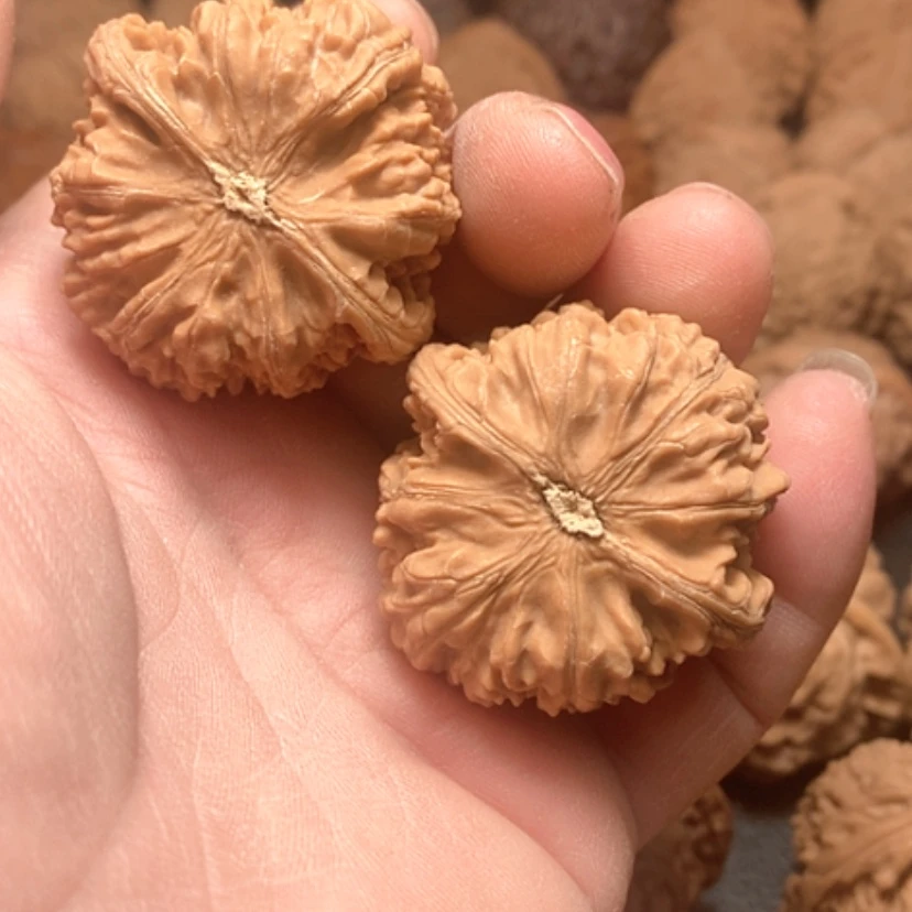 【闪购商品】小*野生筋