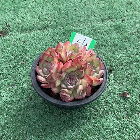 21雪夜一个脱土多肉