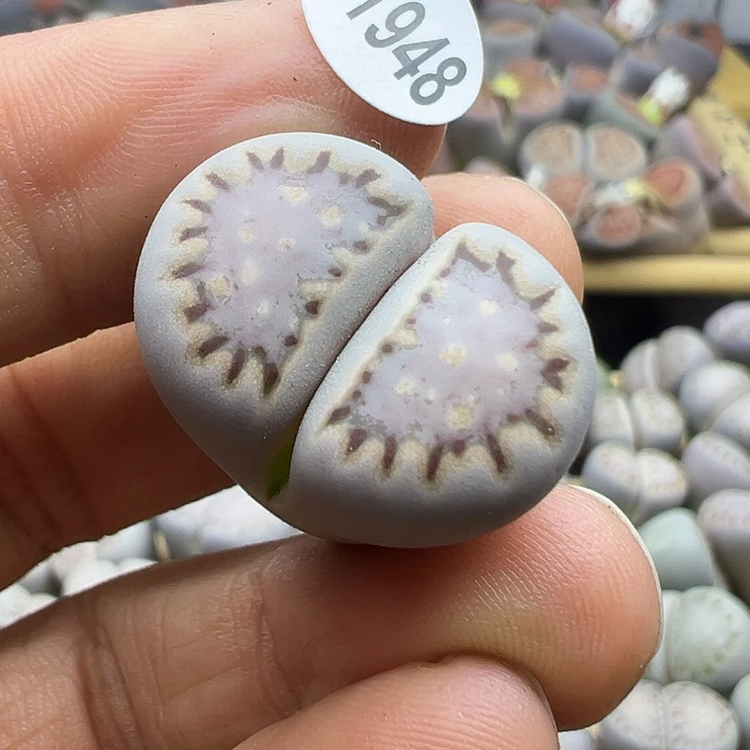 1948日出东方生石花福利炸