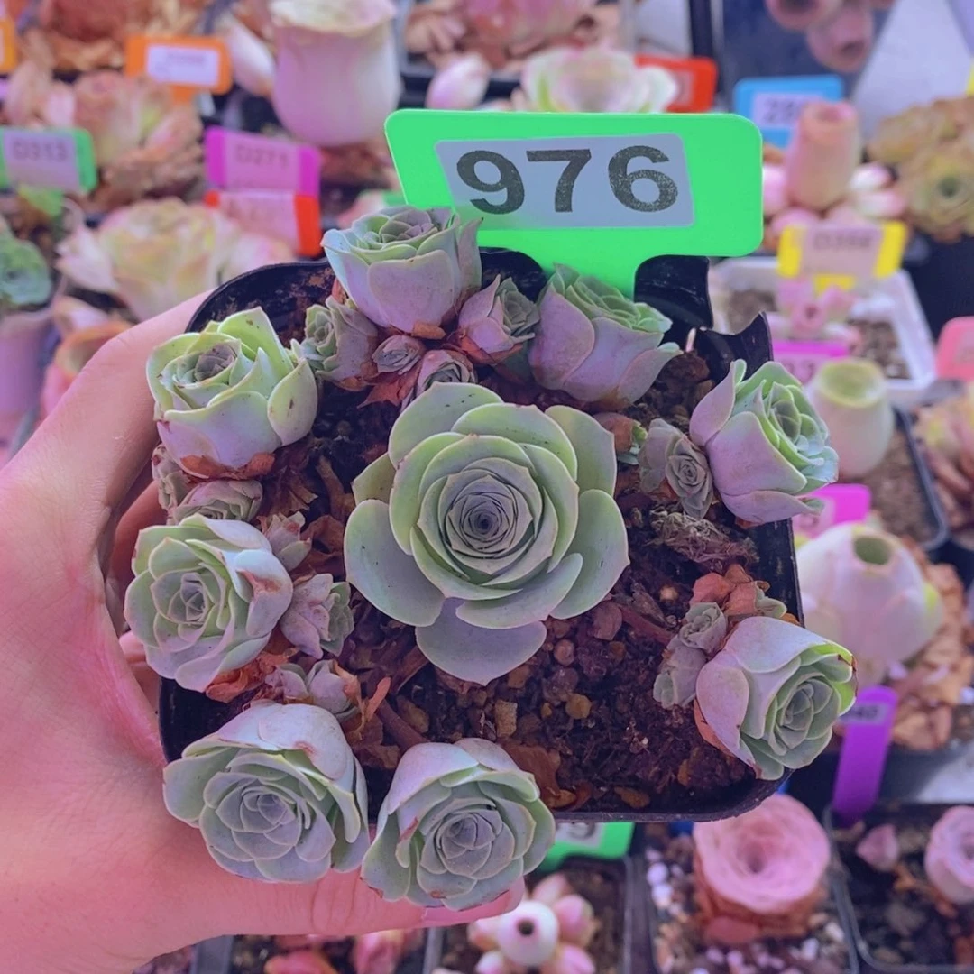 山地玫瑰一物一拍花满地976