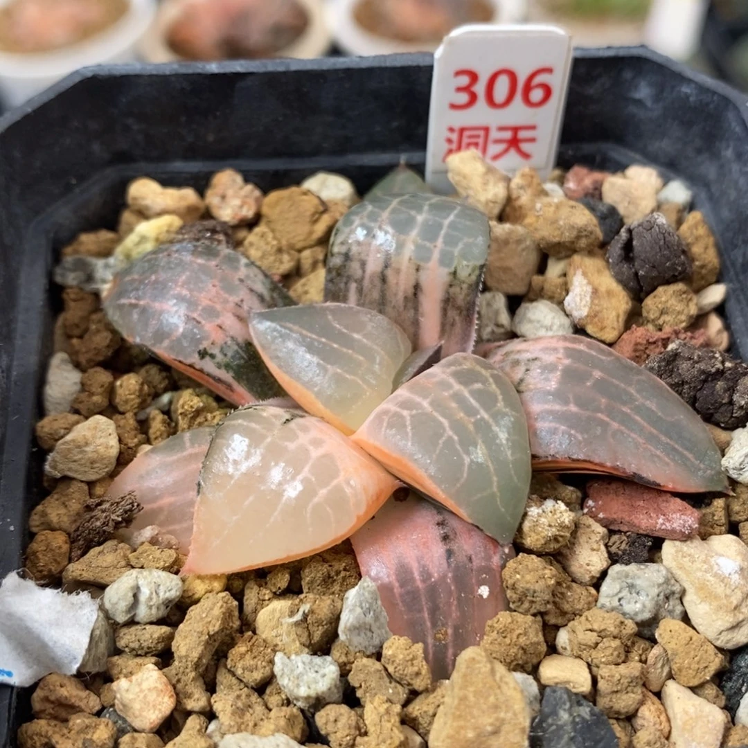 306玻璃康平锦一物一拍