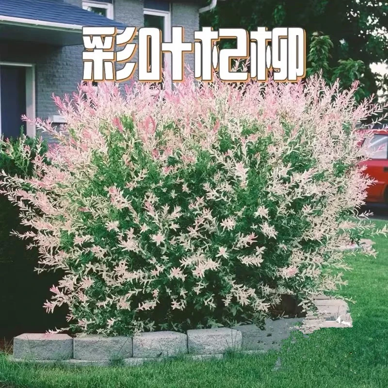 彩叶杞柳 花叶杞柳彩色观叶花镜植物耐寒耐湿多年生灌木