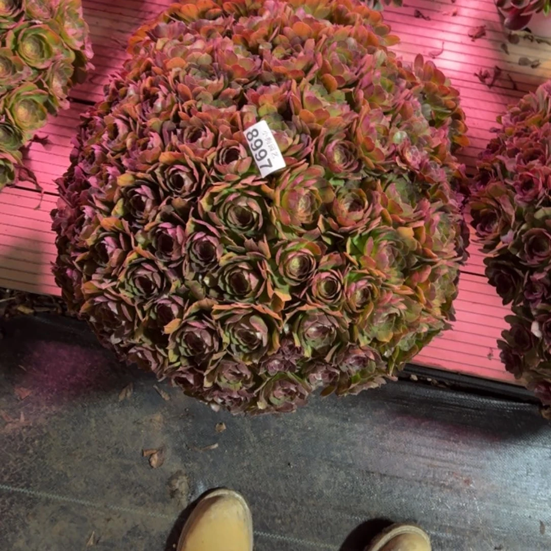 卡****宝万圣节多肉植物8997