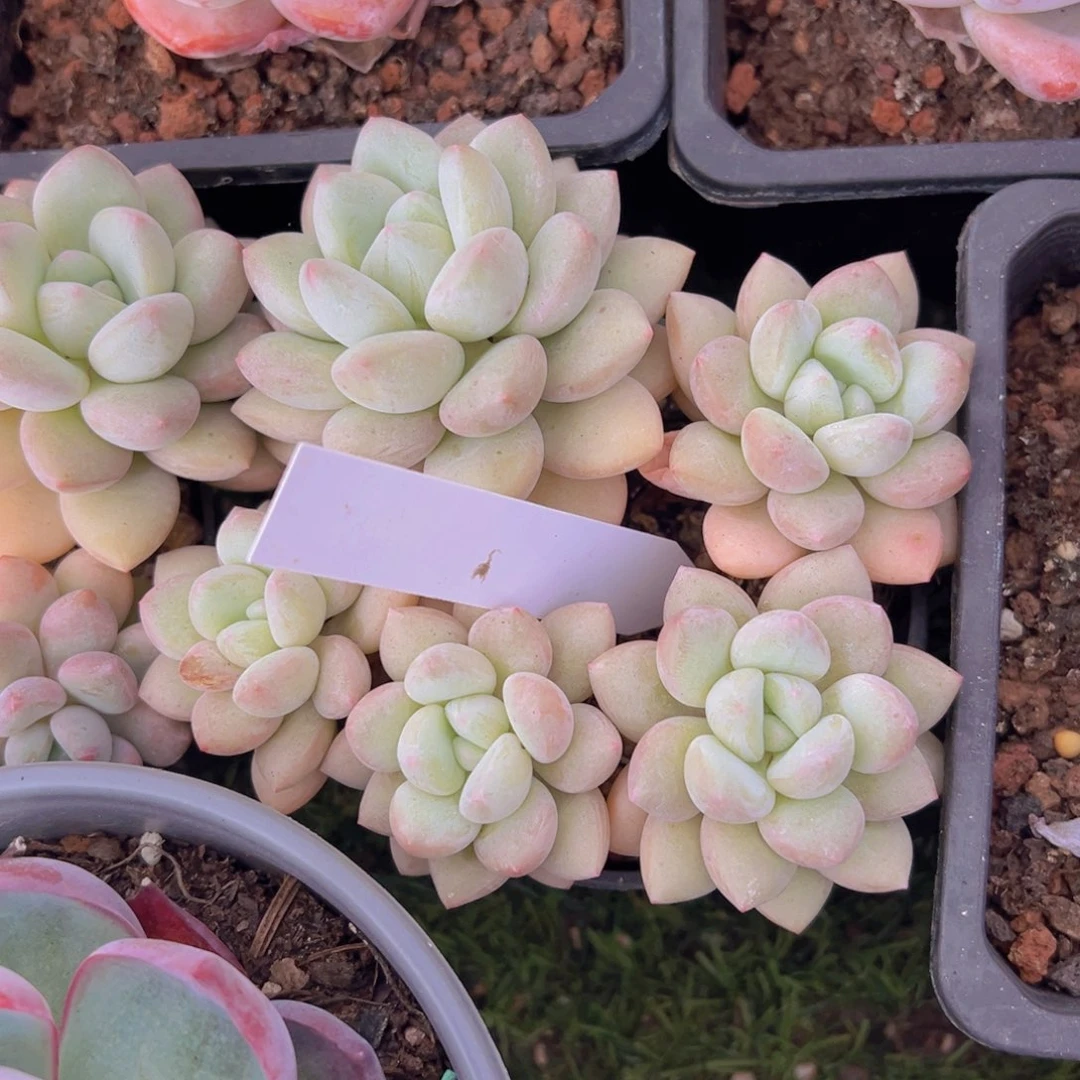 香玉的故事是一个人的故事