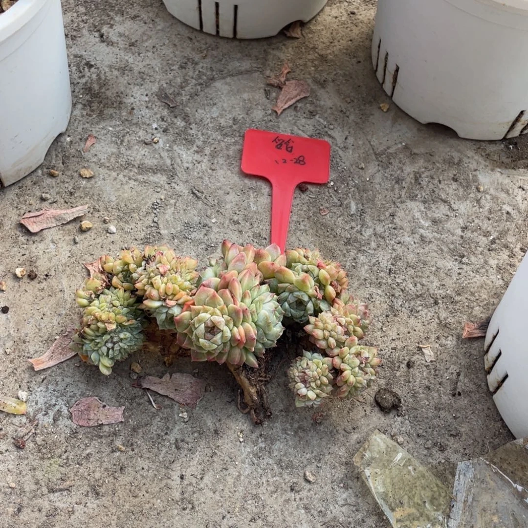 冰魄小树缀化老桩多肉植物一物一拍