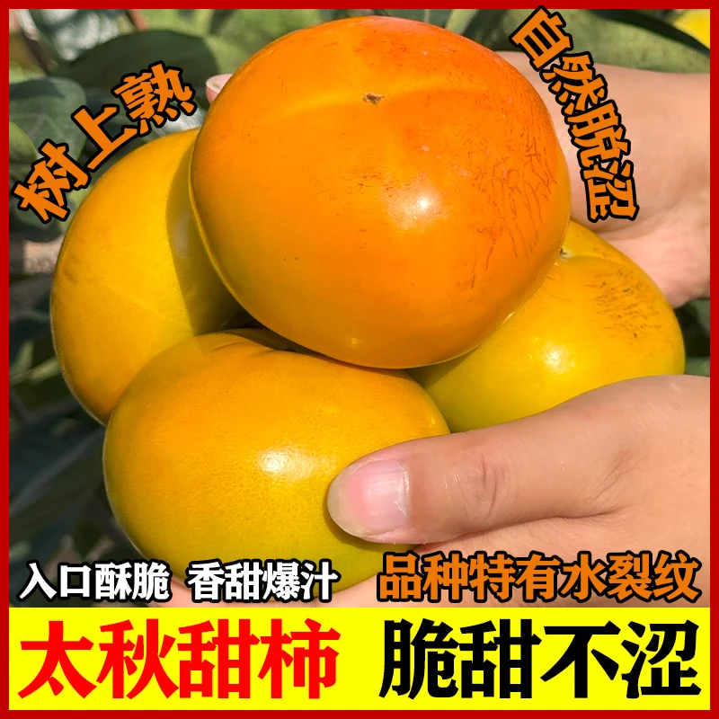 秦觅太秋甜柿糖纹脆柿子陕西大秋甜柿子花皮二级果自吃家庭装包邮