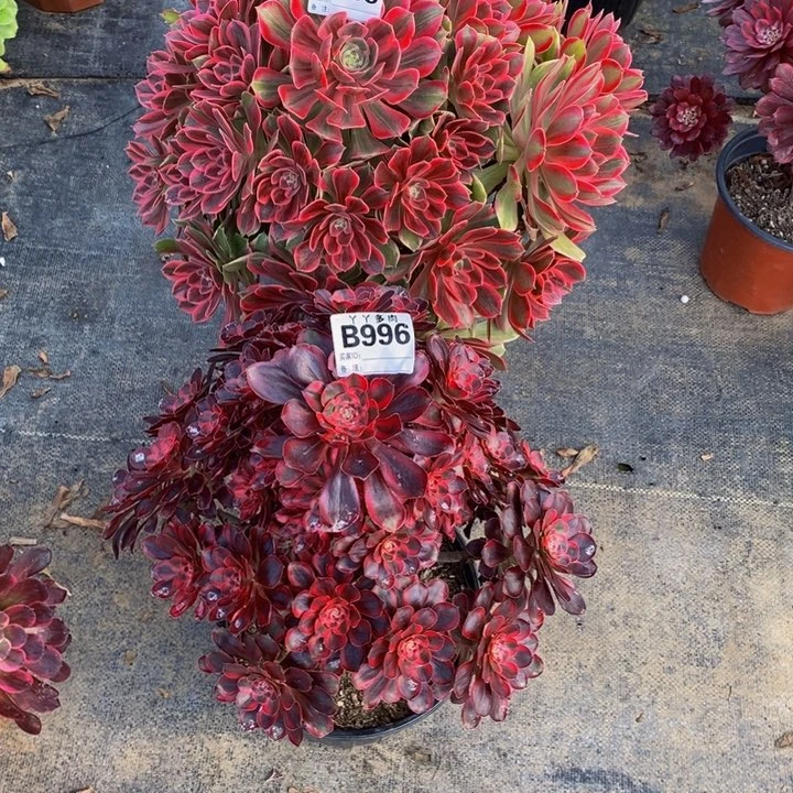 诺*多肉法师浣纱999香奈儿996