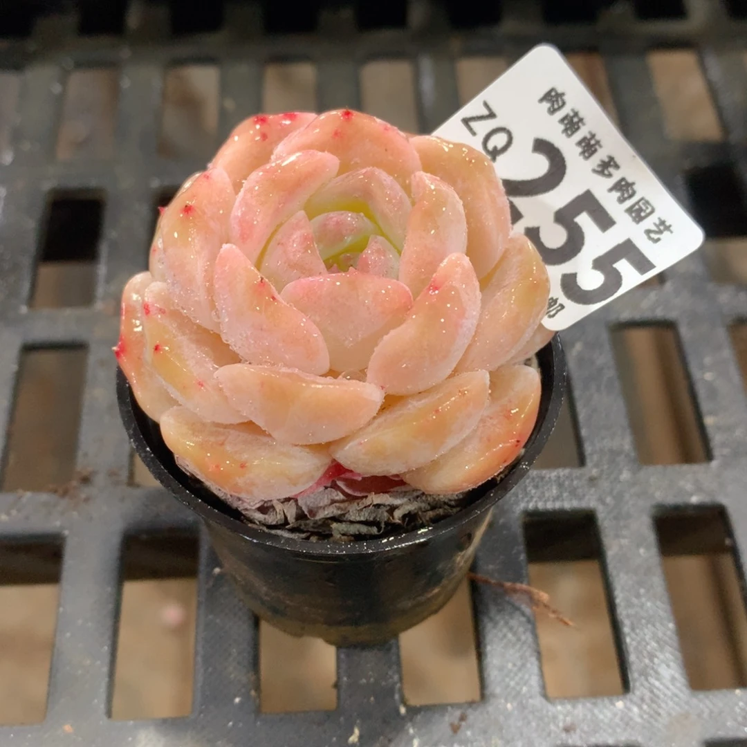 肉萌萌拇指盆精控多肉ZQ255