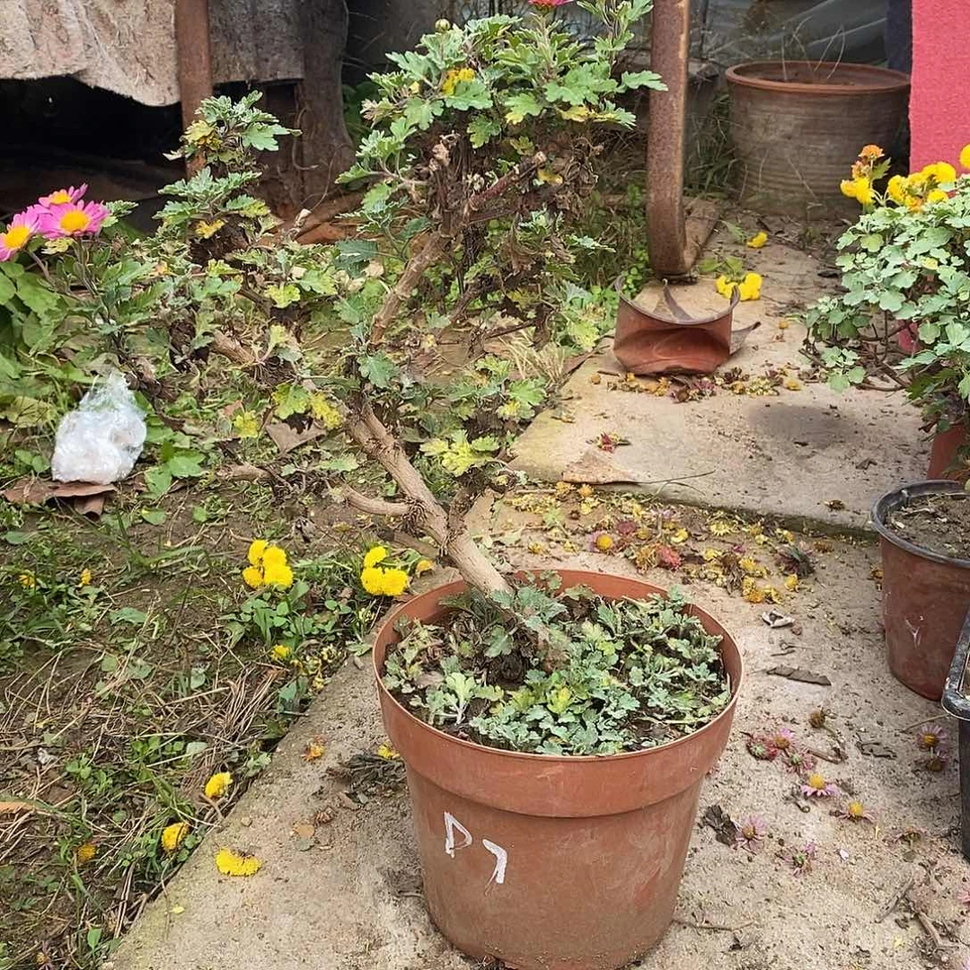 半***欢完全开放盆景菊花