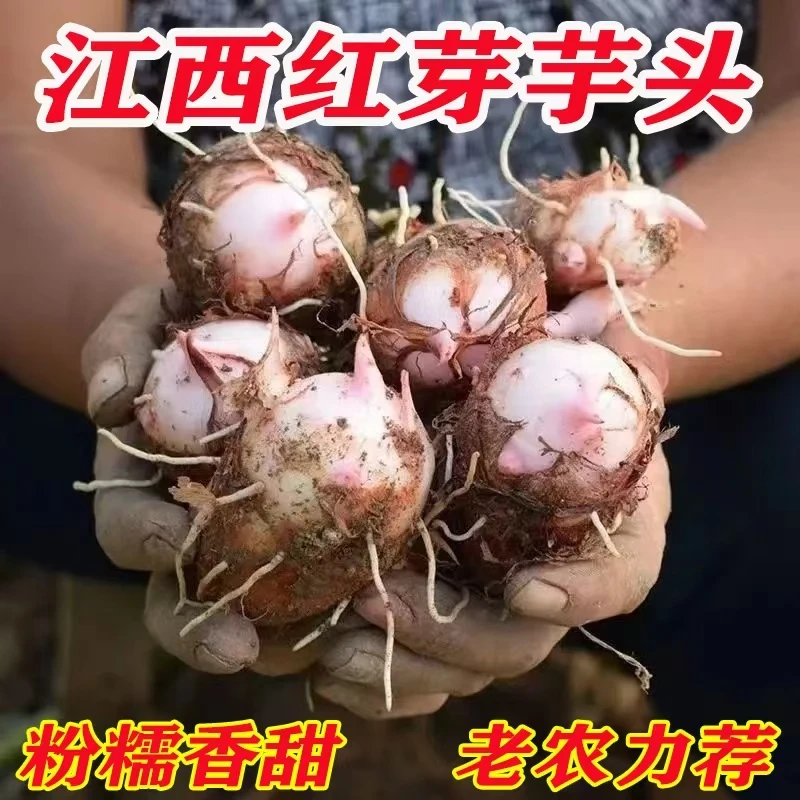 正宗江西铅山新鲜现挖红芽芋小香毛芋农家自种口感小芋头粉糯