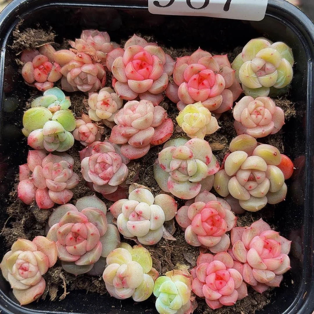 多肉植物多肉植物967