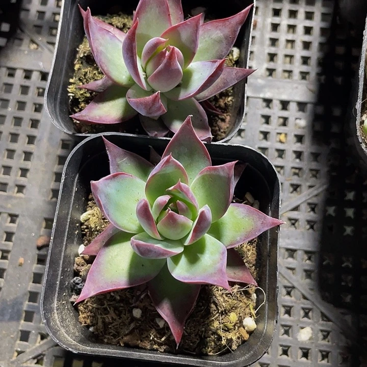 6.5方惊鸿带盆土发