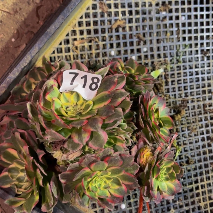 718海仙多肉植物不售后