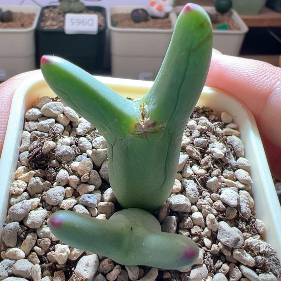 A143.  优选长尖耳正版皮卡丘干疤福利。