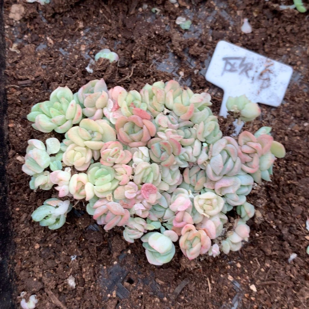 欧泊多肉珍妮切糕一组包邮