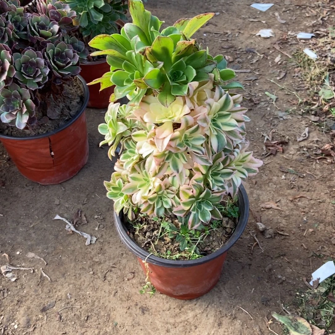 1号链接验日伞法师