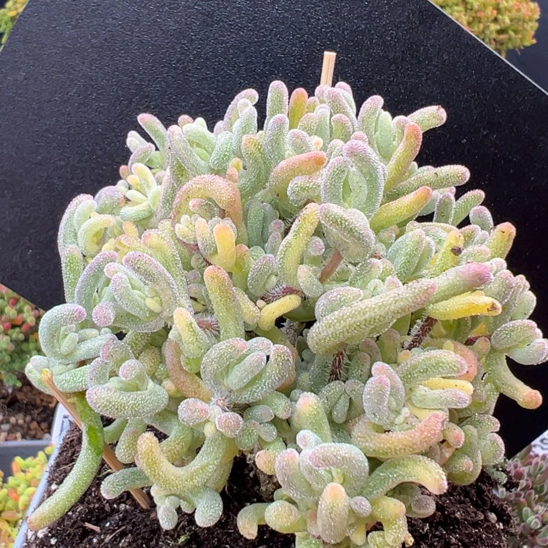 dy3969大老桩橙叶锦冠幅7.5cm