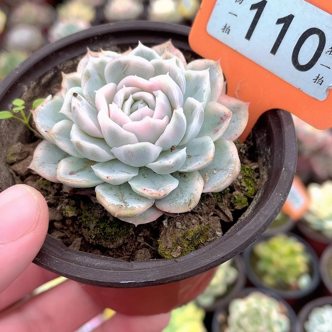 雪球锦110号多肉植物
