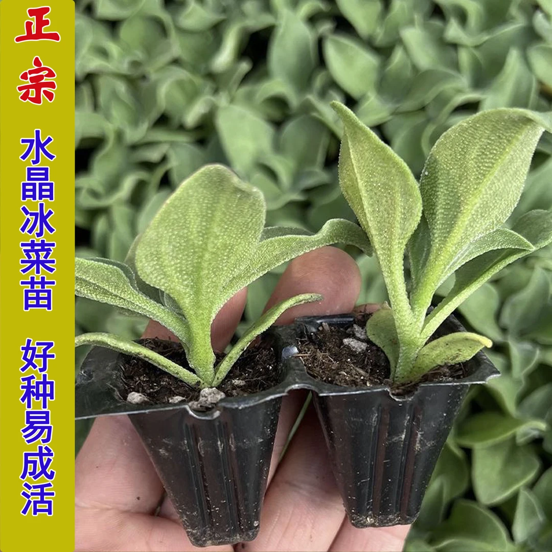 冰菜秧苗冰草种子四季可种适合阳台菜园种植蔬菜苗子