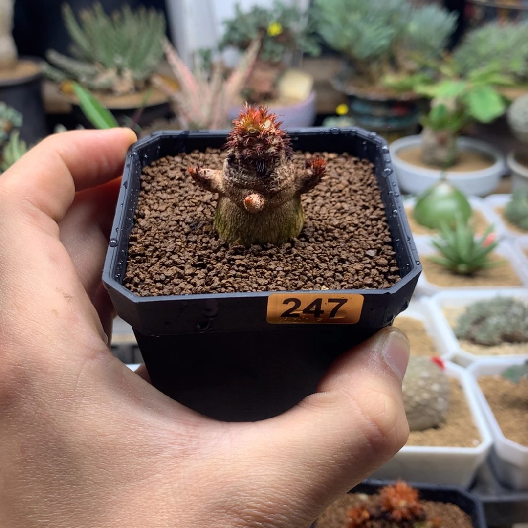 小****象鼻大戟带盆多肉247