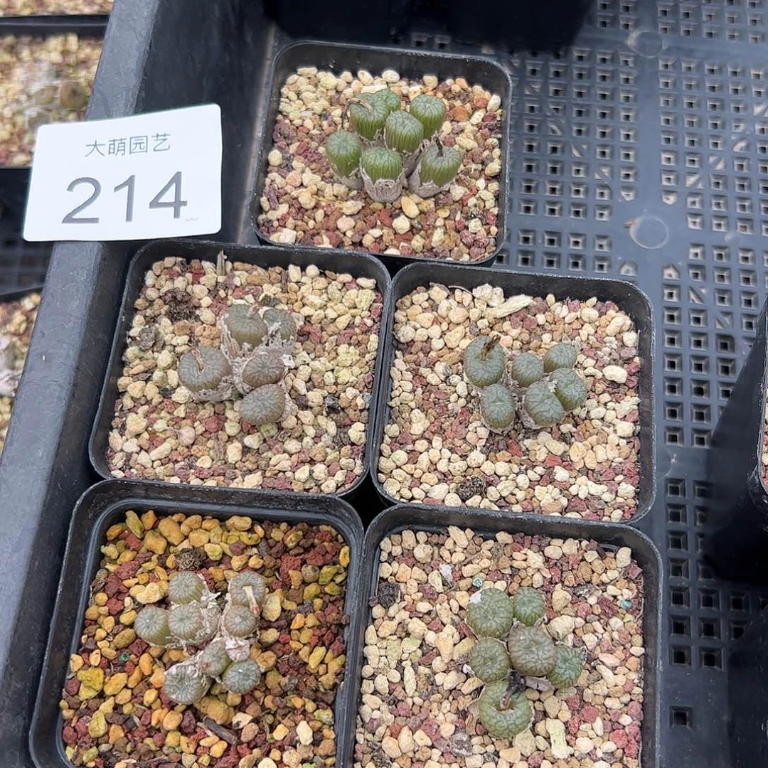 量拍以下1群母本流水铜壶脱土发。 214