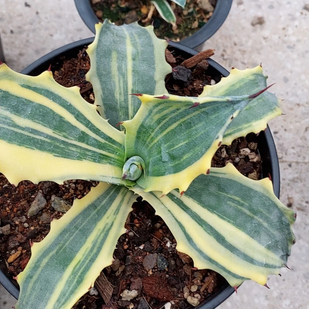 赤牙龙超级镐。龙舌兰。