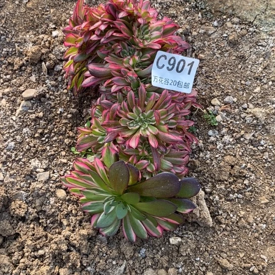 901黑铜白缀多肉植物