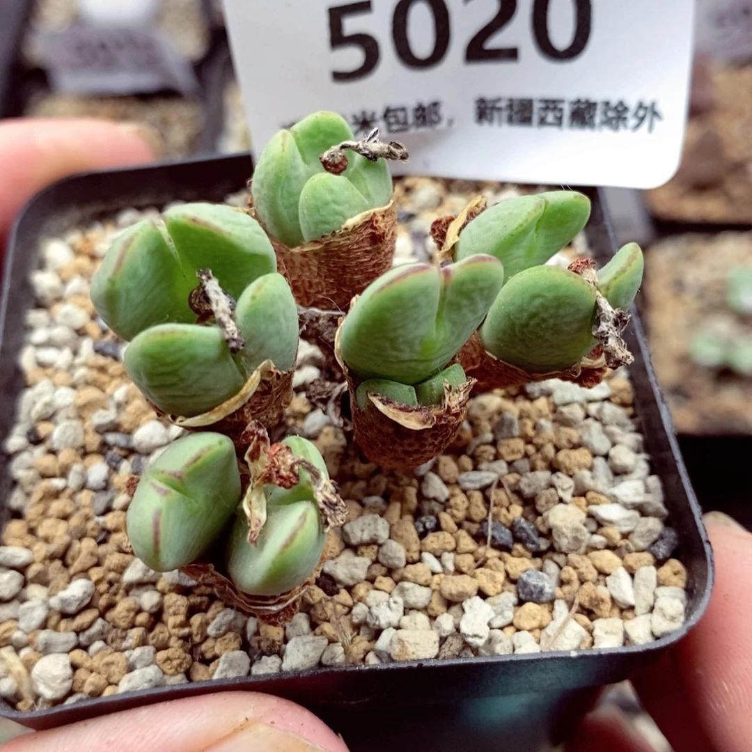 5020。