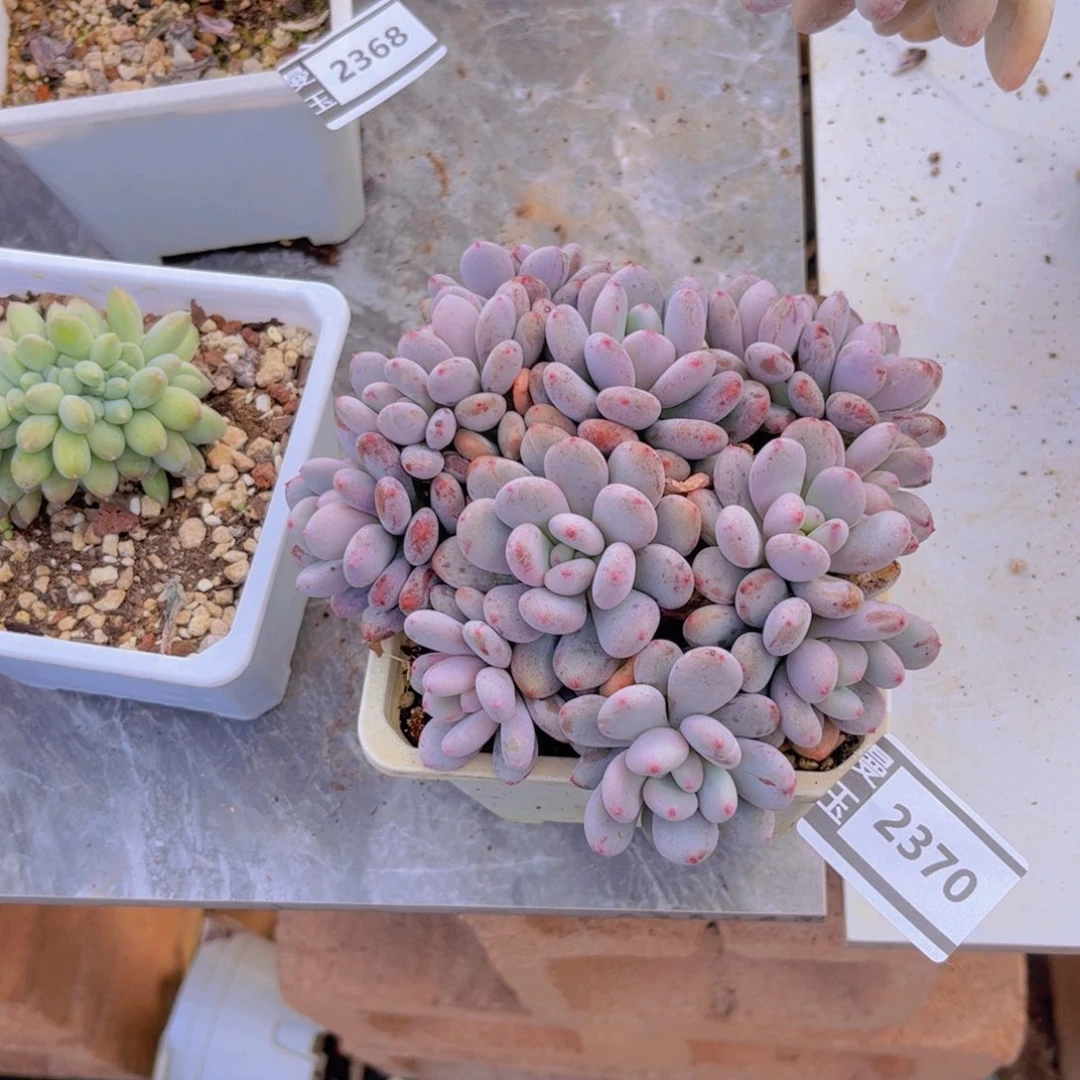 香香雪多肉植物2370