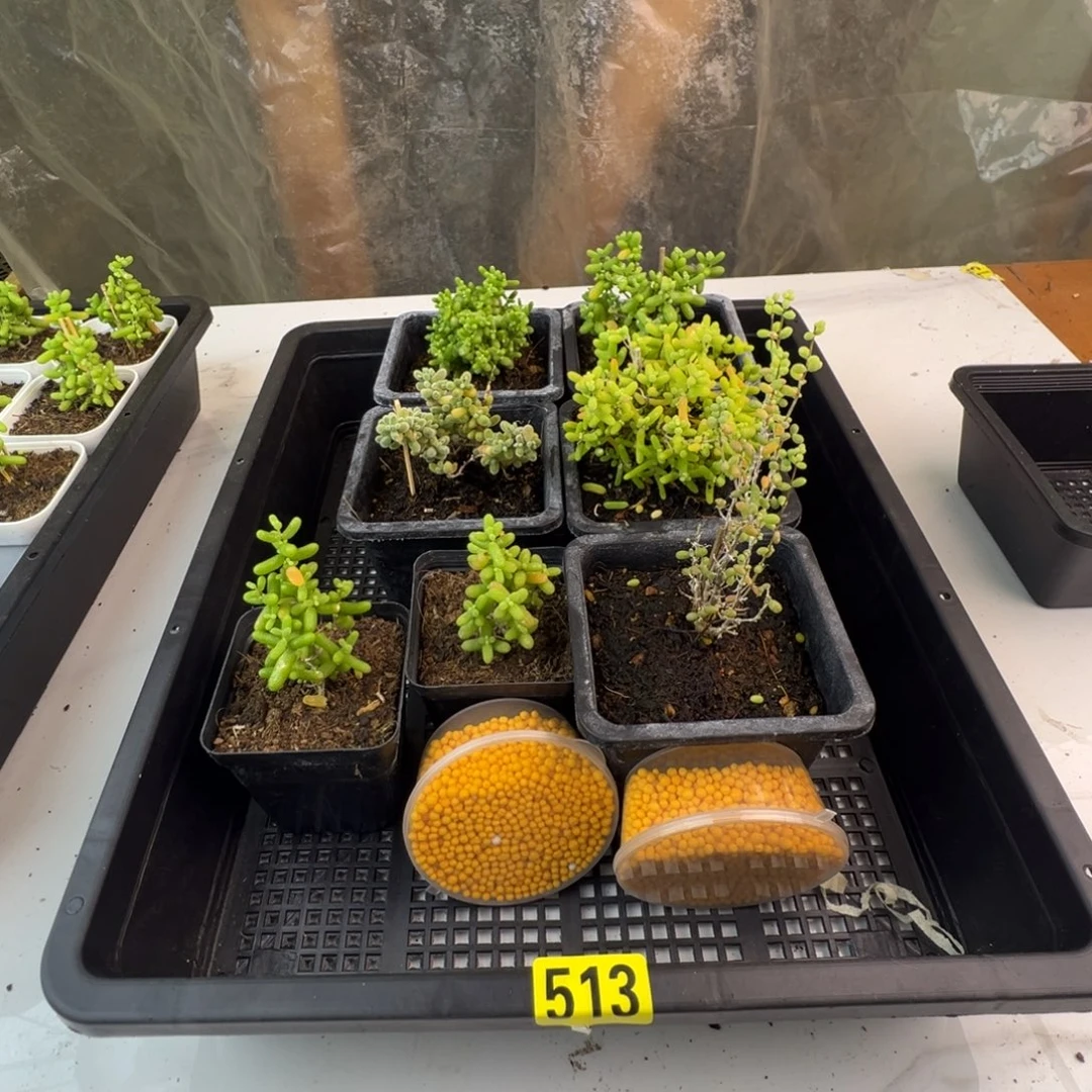 枝干番杏多肉植物513