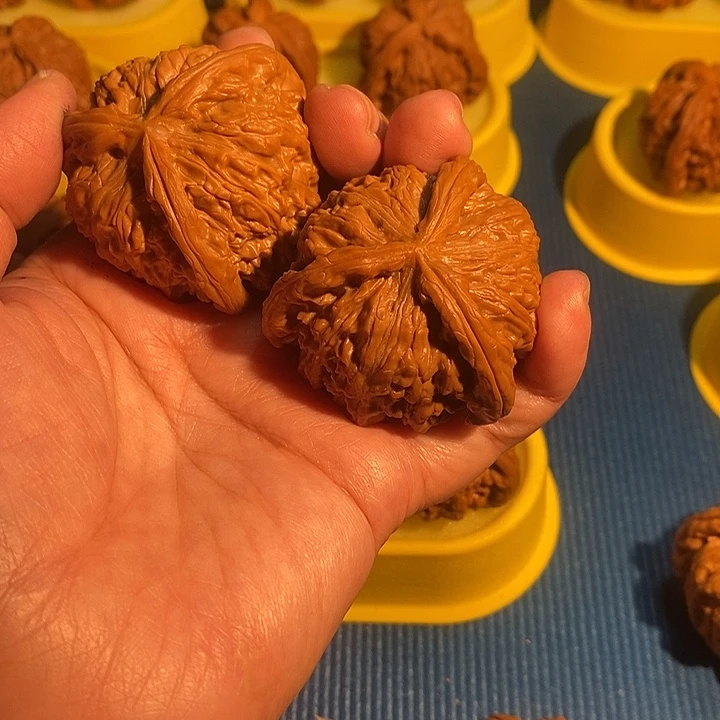 ****茄白狮子46大的三棱奔