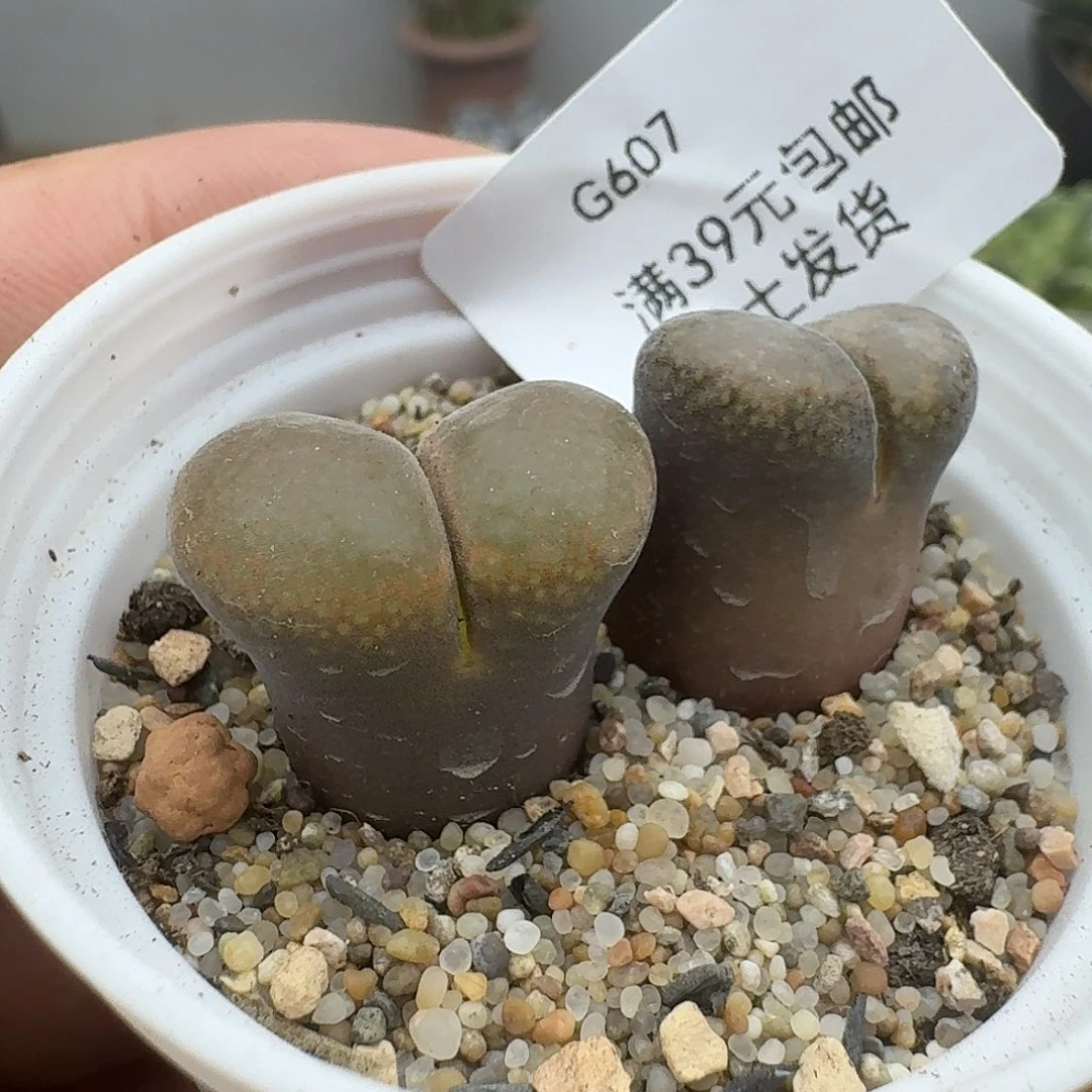 607多肉哈哈哈哈哈哈