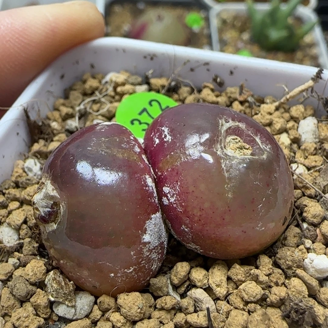 双头灯泡2-2.2多肉植物372