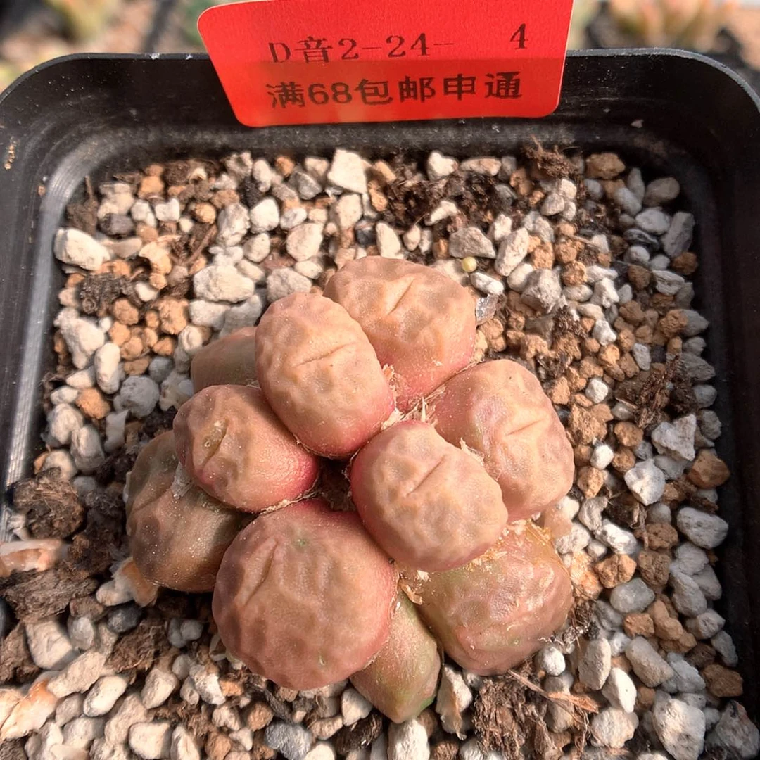 【闪购商品】2-24-4 烧麦一群 30