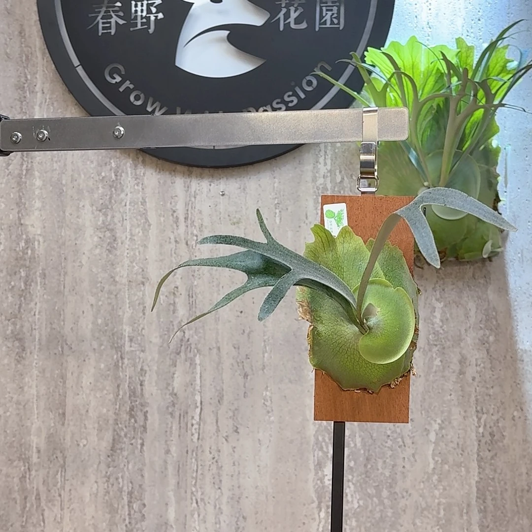 完全开放Bannaa鹿角蕨书签板