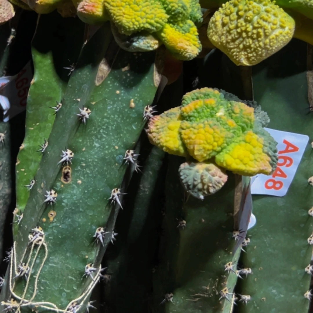 顽***夫无花朵福利牡丹锦九颗648