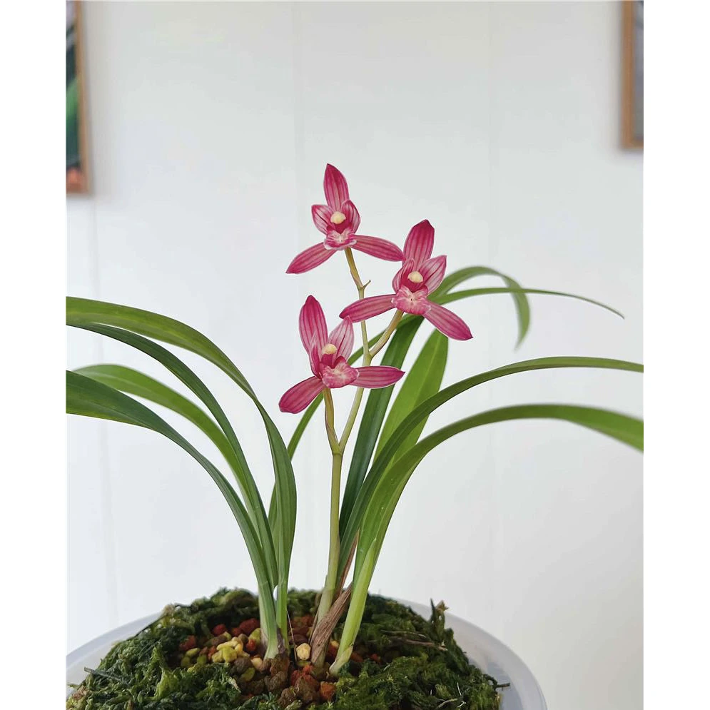 【金顶红】建兰名品 国兰2苗 花开浓香对版高档养兰人工种植