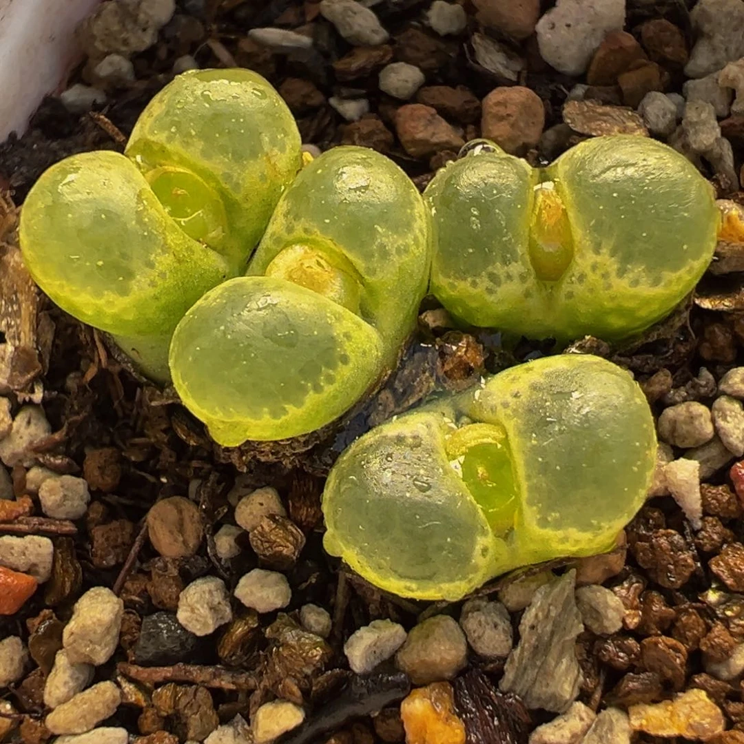 020多肉植物种类多样