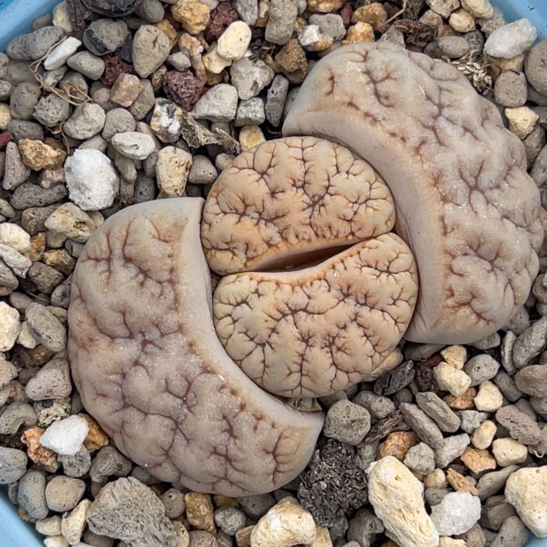 7774睫毛铁189一颗